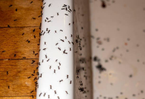 Flea Control Services in Humble, TX